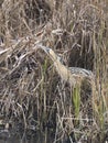 Bittern, Botaurus stellaris Royalty Free Stock Photo