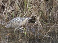 Bittern, Botaurus stellaris Royalty Free Stock Photo