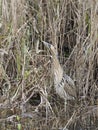 Bittern, Botaurus stellaris Royalty Free Stock Photo