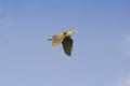 Bittern in flight (Botaurus stellaris)