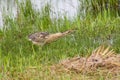 Bittern hunting