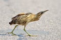 Bittern outdoor (botaurus stellaris) Royalty Free Stock Photo