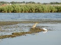 Bird in polluted river Royalty Free Stock Photo