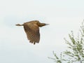 Bittern - Botaurus stellaris - in flight flying