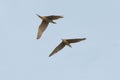 Bitterns - Botaurus stellaris - pair in flight flying