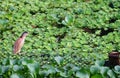 Bittern waiting by pond Royalty Free Stock Photo