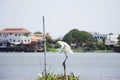 Bittern white bird or Egret birds flying and looking food in Chao Phraya river at outdoor of Wat Ku or Phra Nang Rua Lom temple at