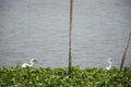 Bittern white bird or Egret birds flying and looking food in Chao Phraya river at outdoor of Wat Ku or Phra Nang Rua Lom temple at