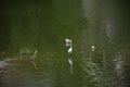 Bittern white bird or Egret birds flying and looking food in reservoir lake at outdoor of Khao Ngu Stone Park and forest limestone