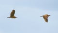 Bitterns - Botaurus stellaris - pair in flight flying