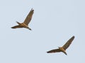 Bitterns - Botaurus stellaris - pair in flight flying