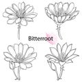 Set of outline Bitterroot flower or Lewisia rediviva in black isolated on white background. Royalty Free Stock Photo