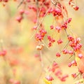 Bittersweet berries background