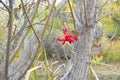 Bittersweet bush red berries