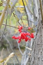 Bittersweet bush red berries Royalty Free Stock Photo