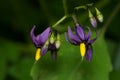 Bittersweet Nightshade - Solanum dulcamara Royalty Free Stock Photo