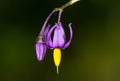 Bittersweet nightshade (Solanum dulcamara) flower