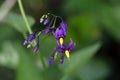 Bittersweet nightshade (Solanum dulcamara)