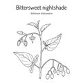 Bittersweet nightshade Solanum dulcamara , medicinal plant