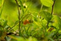 Bittersweet or red nightshade, Common nightshade, Climbing nightshade Royalty Free Stock Photo