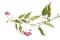 Bittersweet Solanum dulcamara branch with red berries and green leaves isolated on white background