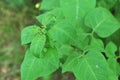 Bittersweet Solanum dulcamara garden weed