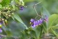 Bittersweet Solanum dulcamara Royalty Free Stock Photo