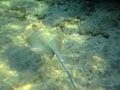 Biuespotted stingray bathing in the clear sea and sunshine 2443