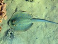 Biuespotted stingray and partner goby fishes 2114