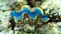 Bivalve mollusc maxima clam or small giant clam, Tridacna maxima, undersea, Red Sea, Egypt, Sharm El Sheikh, Nabq Bay