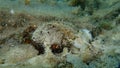Bivalve mollusc noble pen shell or fan mussel (Pinna nobilis) undersea, Aegean Sea, Greece, Thasos island Royalty Free Stock Photo
