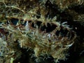 Bivalve mollusc rayed pearl oyster (Pinctada radiata) close-up undersea, Aegean Sea Royalty Free Stock Photo