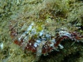 Bivalve mollusc rayed pearl oyster (Pinctada radiata) close-up undersea, Aegean Sea Royalty Free Stock Photo