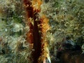 Bivalve mollusc rayed pearl oyster (Pinctada radiata) close-up undersea, Aegean Sea Royalty Free Stock Photo