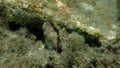 Bivalve mollusc Thorny oyster, Spinous scallop or European thorny oyster Spondylus gaederopus undersea