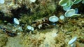 Bivalve mollusk rayed pearl oyster (Pinctada radiata) undersea, Aegean Sea Royalty Free Stock Photo