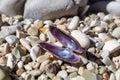 Bivalve purple sea shell close-up on pebble beach Royalty Free Stock Photo