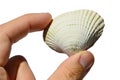 Bivalve seashell from bivalve mollusk Mollusca held in left hand on white background