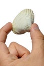 Bivalve seashell from bivalve mollusk Mollusca held in left hand on white background Royalty Free Stock Photo