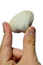 Bivalve seashell from bivalve mollusk Mollusca held in left hand on white background Royalty Free Stock Photo