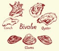 Bivalve set, conch, oyster and clam, with inscription