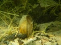 Bivalve in shallow water