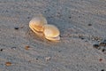 Bivalve Shells on a Florida Beach