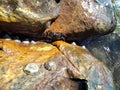 Bivalves and beautiful crab on color full rocks