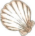 Bivalvia Seashell Royalty Free Stock Photo