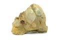 Bivalvia shell on sand stone rock on isolated background