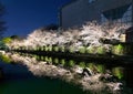 Biwa lake canal with sakura tree besides