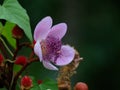 Bixa orellana or Achiote flower used for natural food coloring