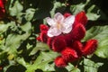 Bixa orellana - Achiote plant with flower in the garden