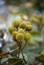 Bixa orellana or achiote plant, source of annato, natural orange-red condiment used for food coloring and body paint